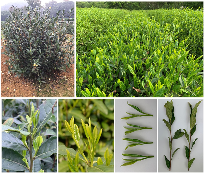 1632968709113720.png image.png